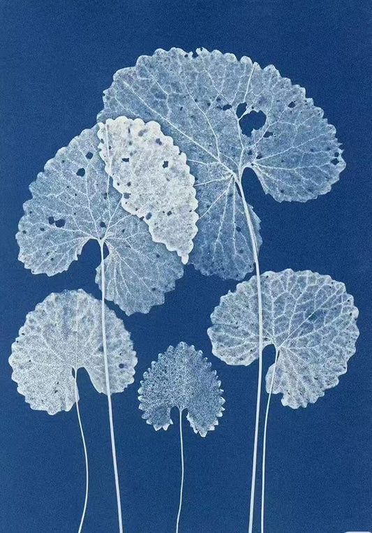 A5 Cyanotype Paper 8-Sheet DIY Kit Cyanotype Set Sun Art Paper Vintage Photography Supply With Materials + splint For Creative Painting/Plant Specimens