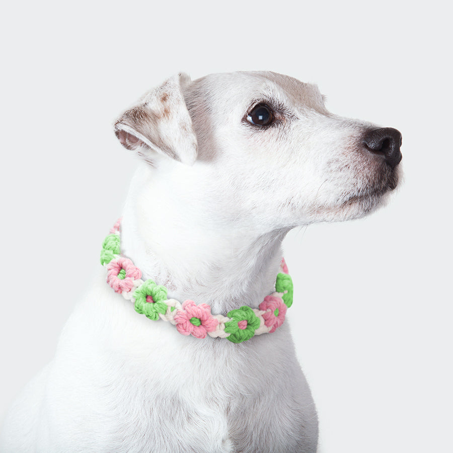 Macrame Kit Daisy Flower Pet Collar Weaving Kit | 3-Color Comfort Match | Adjustable Length | Pet Accessory | Beginner-Friendly