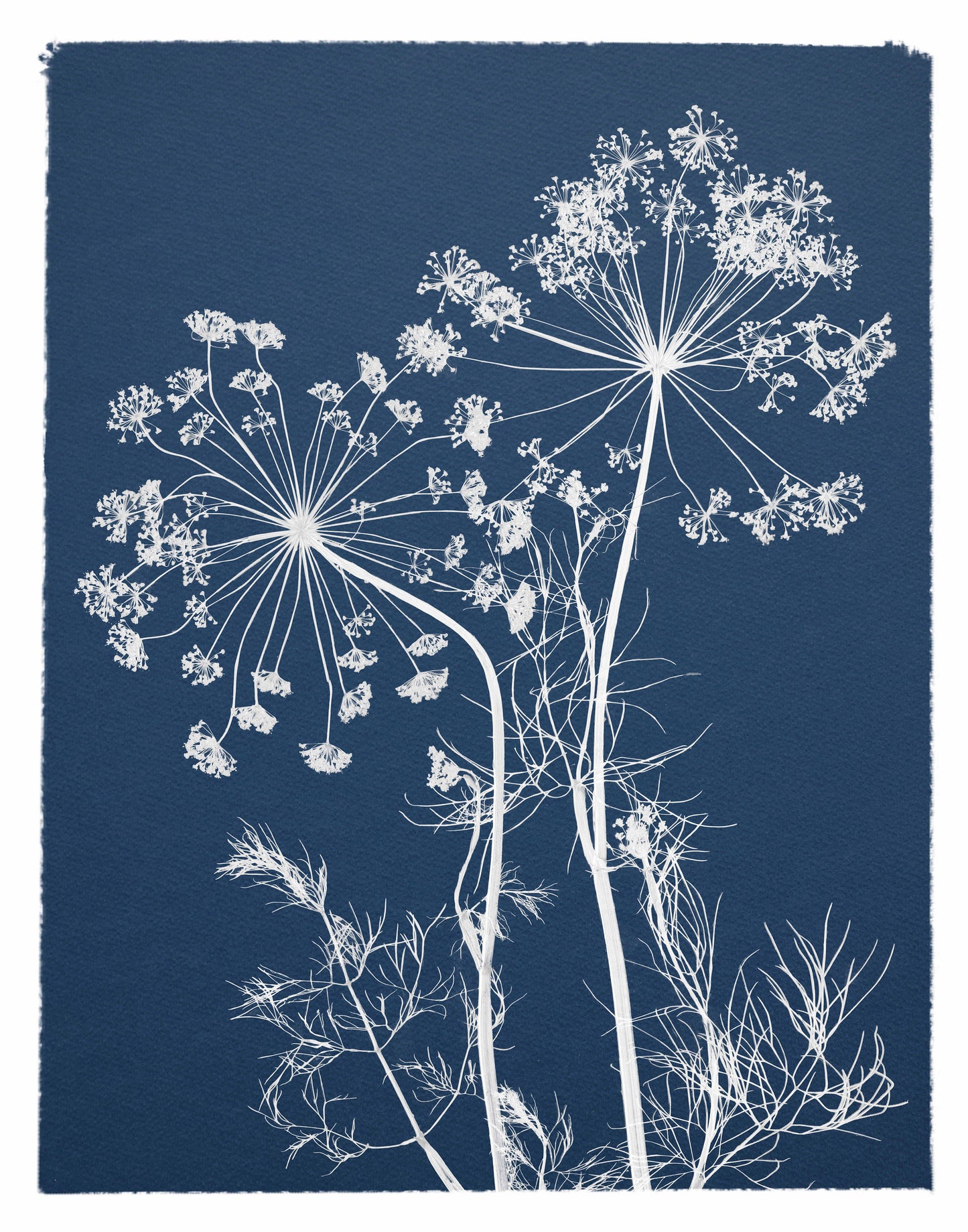 A4 Cyanotype Craft Kit Cyanotype Set | Sun Art Paper | 2 Cyanotype Sheets | For Photography/DIY Enthusiasts