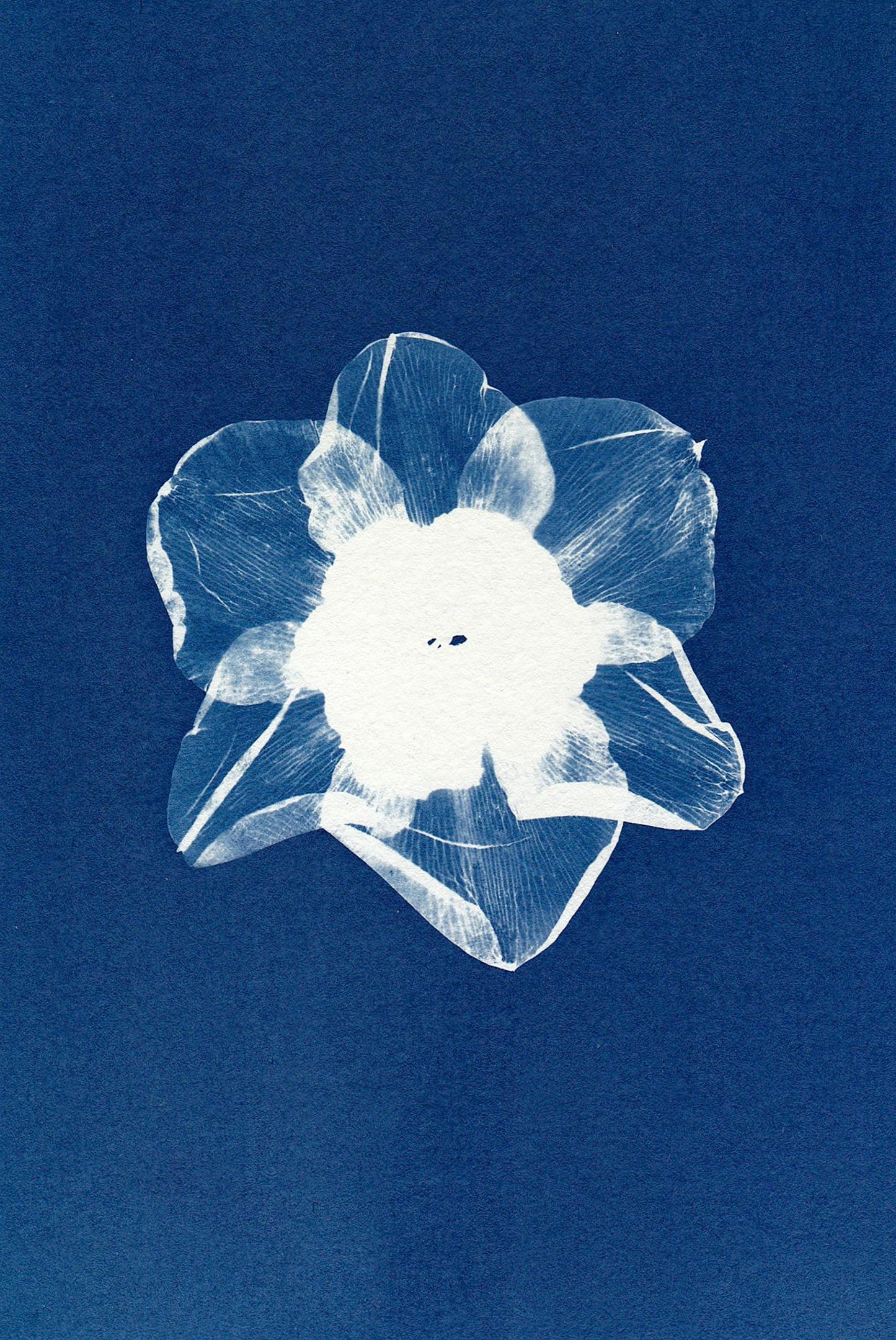 Cyanotype Set A5 Cyanotype Paper Refill | 10 Sheets | Advanced Trial Pack | For Bookmarks/Plant Specimens/Postcards