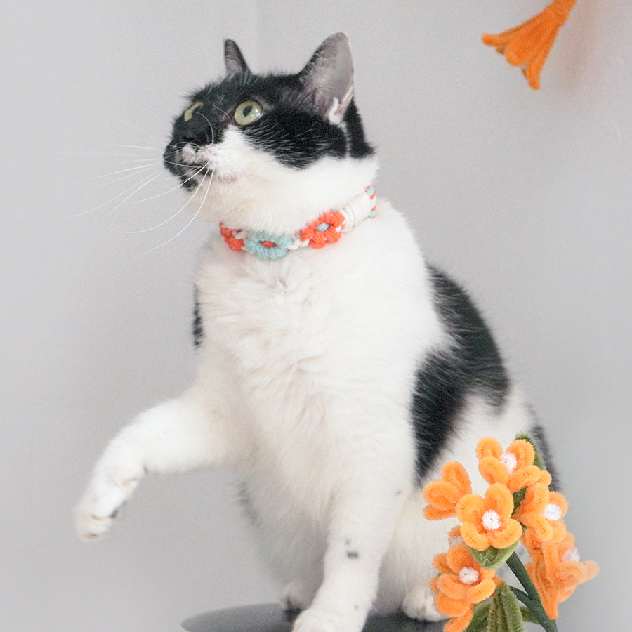 Macrame Kit Daisy Flower Pet Collar Weaving Kit | 3-Color Comfort Match | Adjustable Length | Pet Accessory | Beginner-Friendly