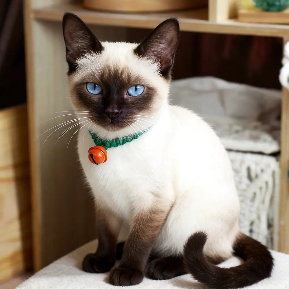 Macrame Kit for Beginners, Boho Pet Collar DIY Kit, Cat Dog Necklace Handmade Gift